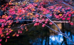 希儿的乳液狂飙天堂W98